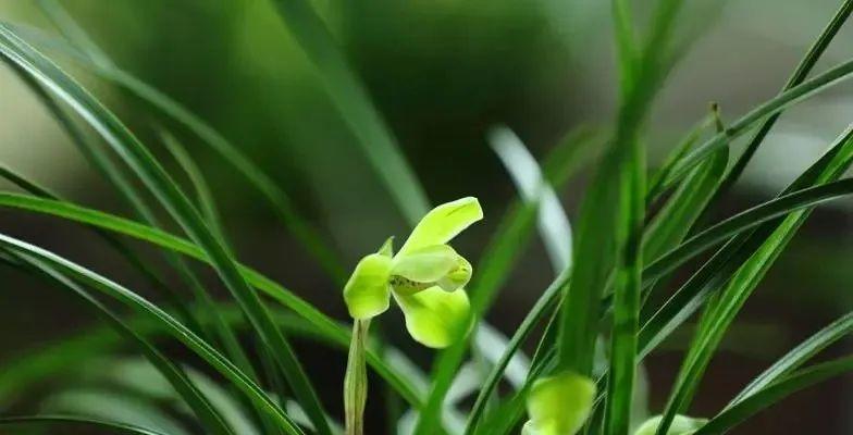 清新之益——代表清廉的植物（探究植物的神奇力量）