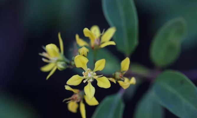 花间情意（探索花草之中的真爱密码）