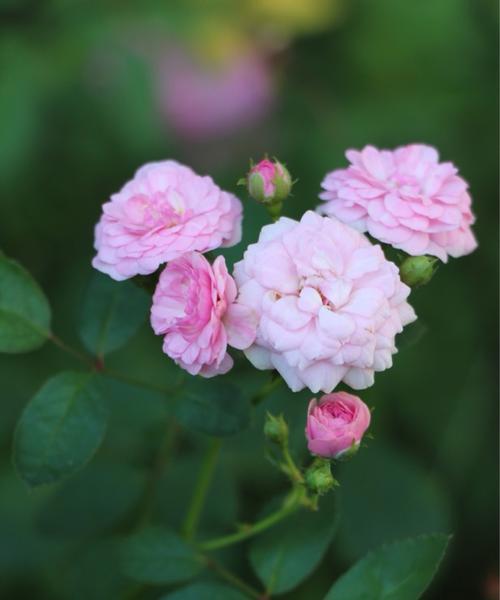 四季花开，美丽永驻（探寻代表四季的花卉之美）