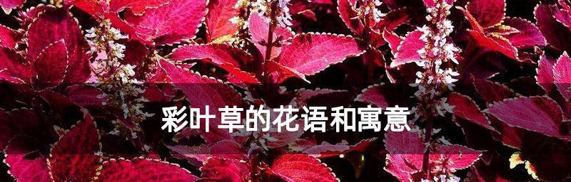 彩叶草的花语与寓意（用彩叶草传递情感与心意）