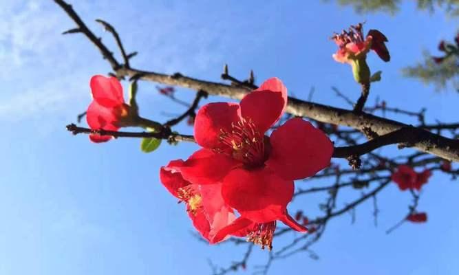 代表希望和曙光的花（盛开的花海）