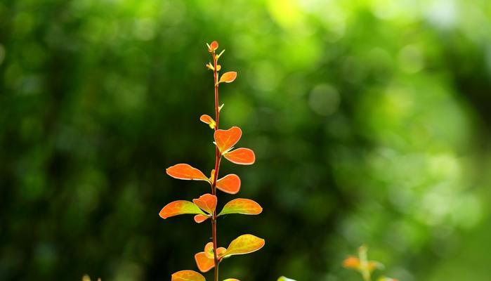 代表希望和曙光的花（盛开的花海）