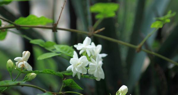 盛夏之美（探寻夏季花草的美丽与神奇）