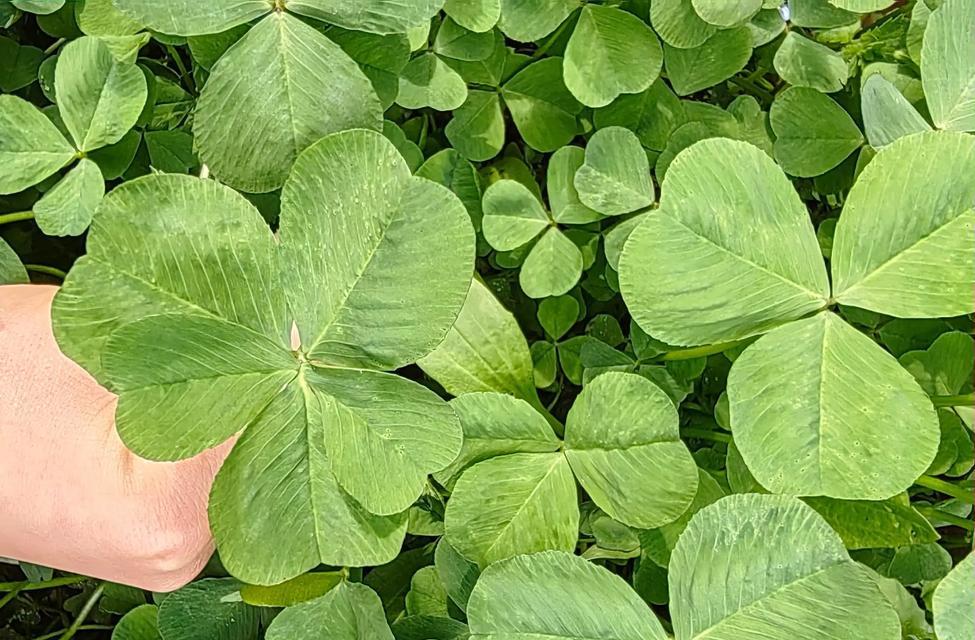 幸运之植——代表幸运的植物（揭秘多种植物背后的吉祥寓意）