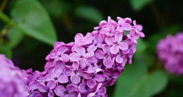 丁香花语的深刻含义——表达爱与思念的花朵（以丁香花为媒介）