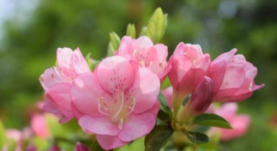 杜鹃花的花语与美丽（探寻杜鹃花语的含义及其魅力所在）