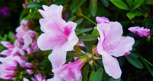 杜鹃花的花语与美丽（探寻杜鹃花语的含义及其魅力所在）