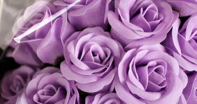 粉色玫瑰的花语与意义（探索粉色玫瑰背后的情感与表达方式）