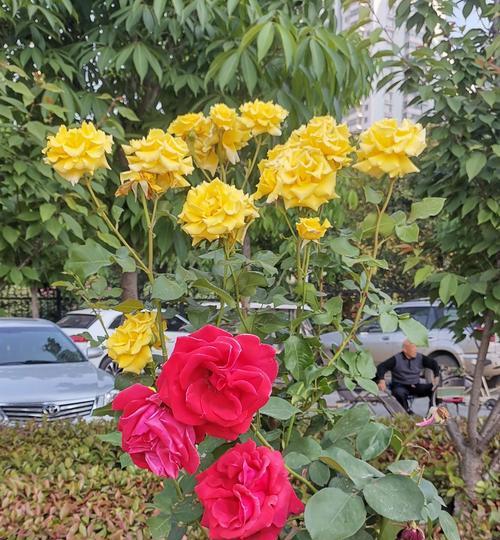 以丰花月季的种植和养护技巧（打造绚丽花海）