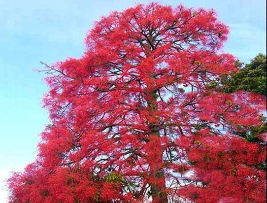 枫叶花语的深意（探寻枫叶花语的内涵与象征）