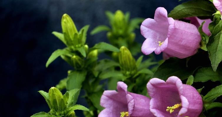 风铃花的花语之美（探寻风铃花的花语及其象征意义）