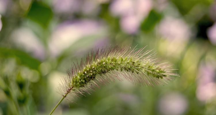 狗尾巴草的花语（狗尾巴草的花语）