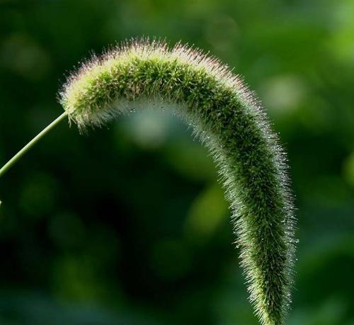 狗尾草的花语（狗尾草花语解读及其象征的）