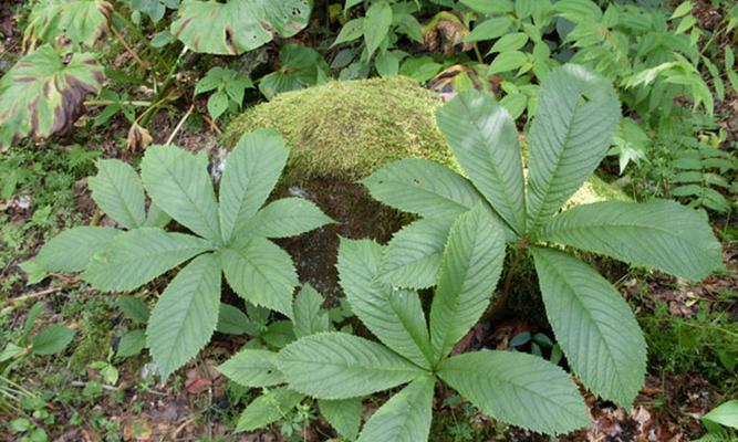 探究丹参是多年生植物的特点与生长习性（了解丹参的生长环境）