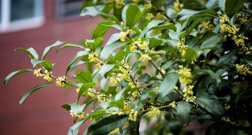 丹桂花开多久（探秘丹桂花的花期和品种）