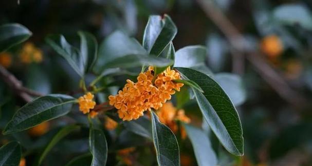 盛夏艳丽的花海——丹桂花（盛夏艳丽的花海——丹桂花）