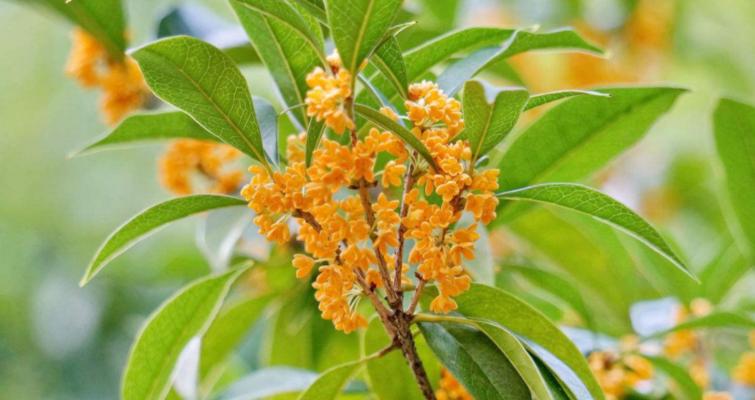 盛夏艳丽的花海——丹桂花（盛夏艳丽的花海——丹桂花）