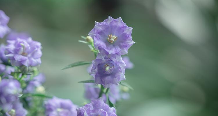 了解丹麦风铃草——它的生长特点与养护技巧（掌握多年生植物的生态习性）