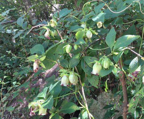 探究当参种植条件适合的地方（从土壤）