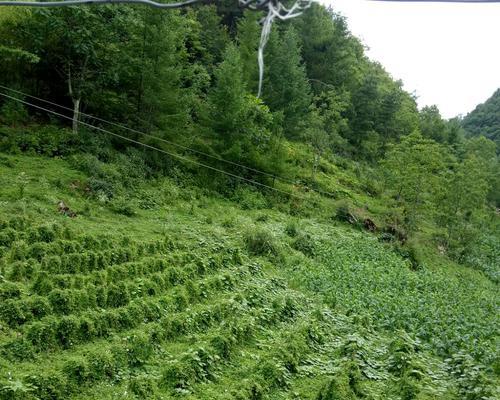 探究当参种植条件适合的地方（从土壤）