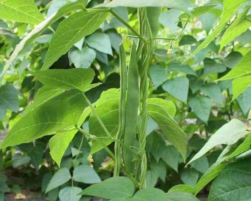 刀豆的种植技术与注意事项（从播种到收获的全过程）