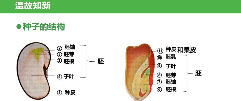 地蚕草种子的保存与繁殖技巧（掌握这些技巧）