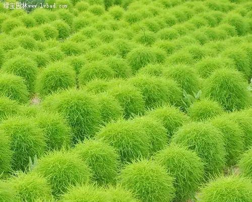 地肤的生长习性探究（多年生还是一年生的疑惑）