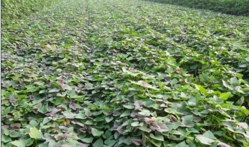 地瓜种植的最佳时间（几月份种植）