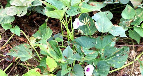 地瓜开花了还能吃吗（鲜花佳肴）