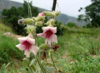 探究地黄的乡村名称（地黄在农村叫什么）