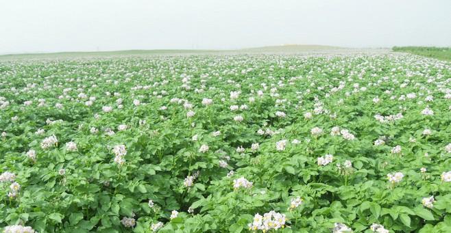 地膜种植土豆，这样产量能达多少斤（揭秘地膜种植土豆的技巧和优点）