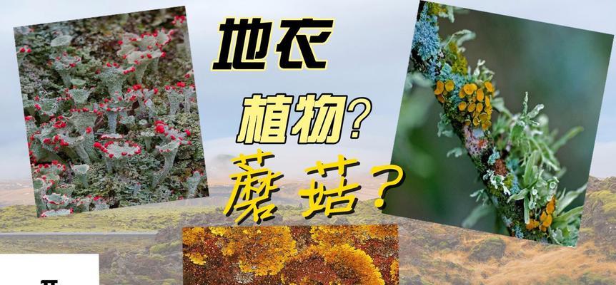 地衣是植物吗（地衣的分类）