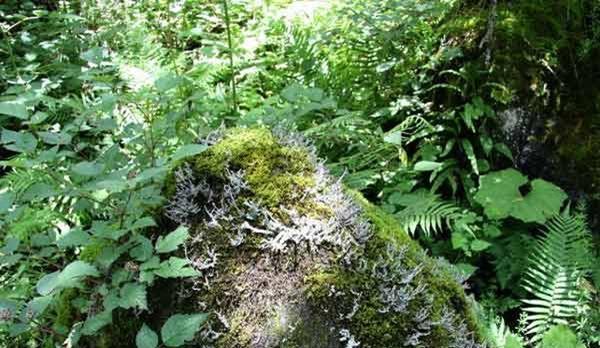 地衣是植物吗（地衣的分类）