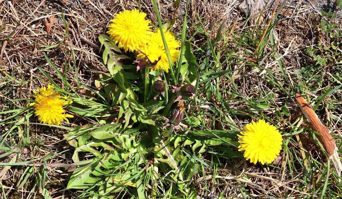 地栽菊花的冬季养护技巧（地栽菊花如何避免冬季冻害）