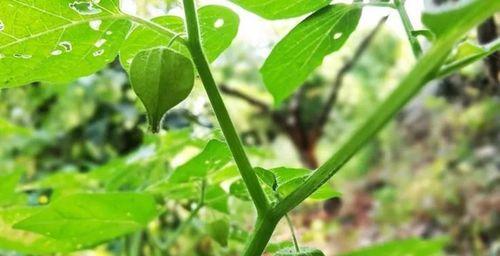 解析灯笼草的营养与功效（探究灯笼草的作用及食用方式）