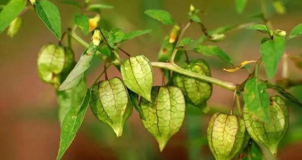 灯笼果种植季节与技巧（如何在适宜的季节种植灯笼果）