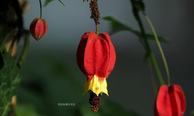 灯笼花的生长习性与特点（多年生的草本植物）