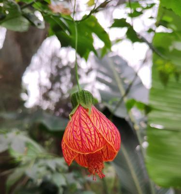 灯笼花开花次数及生长特点（一年开几次花）