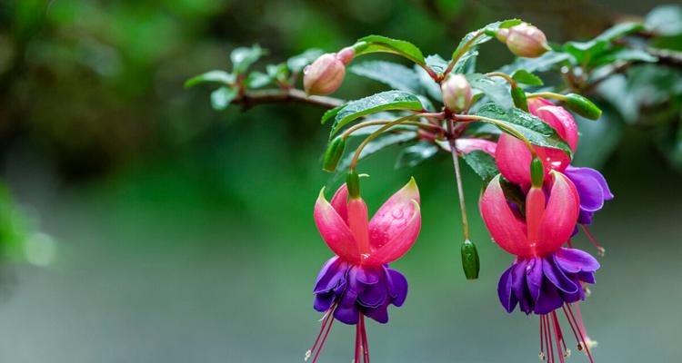 灯笼花开花次数及生长特点（一年开几次花）