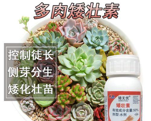 低矮花卉的选择与养护（打造迷你花园）