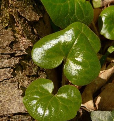 低等植物之秘——藻类、苔藓植物和蕨类植物（从原始时代到现代）