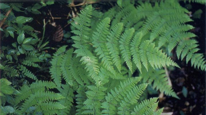 低等植物之秘——藻类、苔藓植物和蕨类植物（从原始时代到现代）