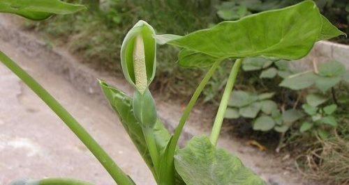 滴水观音开花时间及鲜花养护