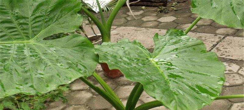 如何种植滴水观音（掌握栽种时间和方法）