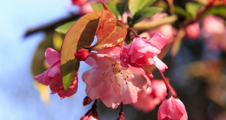 皇家花卉之帝王海棠的养殖方法（打造皇家庭院）