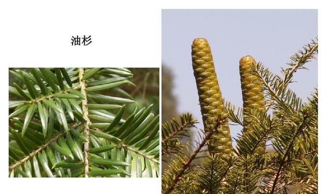 滇油杉——裸子植物之一（认识滇油杉的生长环境与特征）