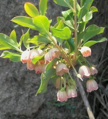 吊钟花怎么处理开完花的枝条（花谢后如何修剪吊钟花枝条）