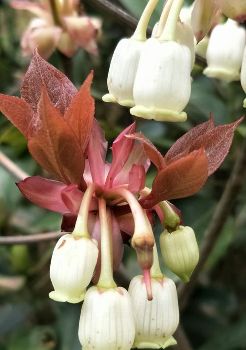 吊钟花怎么处理开完花的枝条（花谢后如何修剪吊钟花枝条）