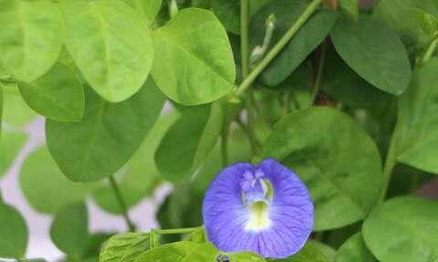 蝶豆花——一朵美丽的花（探秘蝶豆花的生长）