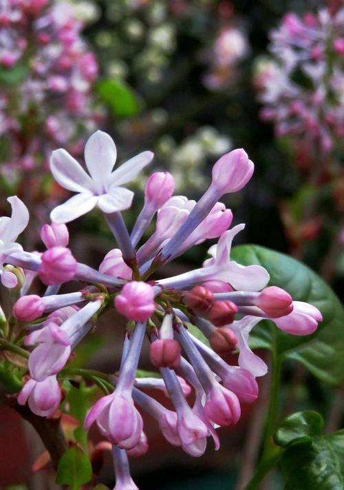 丁香花语的寓意与传承（探索丁香花的文化内涵与象征意义）